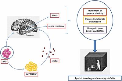 Influence of High-Fat Diets Consumed During the Juvenile Period on Hippocampal Morphology and Function